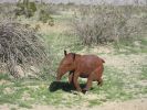 PICTURES/Borrego Springs Sculptures - Tortoise, Pigs & Tapir/t_IMG_8800.JPG